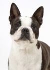 Picture of Brindle & White Australian Champion Boston Terrier portrait
