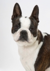 Picture of Brindle & White Australian Champion Boston Terrier, portrait