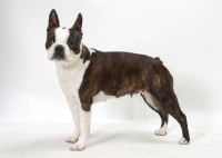Picture of Brindle & White Australian Champion Boston Terrier