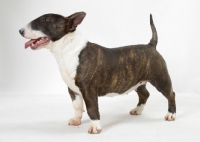 Picture of Brindle & White Bull Terrier (Miniature) standing