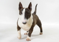 Picture of Brindle & White Bull Terrier (Miniature)