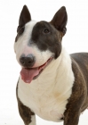 Picture of Brindle & White Bull Terrier (Miniature), looking away
