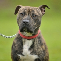 Picture of brindle and white American Bull Terrier