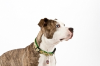 Picture of Brindle and white American Staffordshire Terrier  on white background