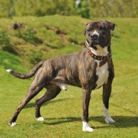 Picture of brindle and white American Staffordshire Terrier