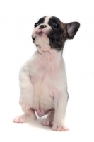 Picture of brindle and white Boston Terrier puppy, one leg up