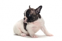 Picture of brindle and white Boston Terrier puppy, looking away
