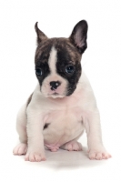 Picture of brindle and white Boston Terrier puppy sitting on white background