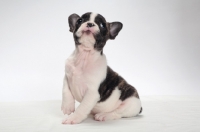 Picture of brindle and white Boston Terrier pup, looking up