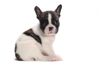 Picture of brindle and white Boston Terrier puppy, sitting down