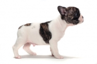 Picture of brindle and white Boston Terrier puppy, side view