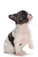 Picture of brindle and white Boston Terrier puppy, looking up