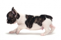 Picture of brindle and white Boston Terrier puppy, side view