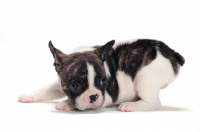 Picture of brindle and white Boston Terrier puppy, ducking
