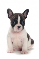 Picture of brindle and white Boston Terrier puppy sitting down