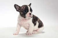 Picture of brindle and white Boston Terrier puppy, looking away