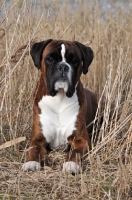 Picture of brindle and white Boxer