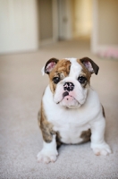 Picture of brindle and white english bulldog puppy looking at camera