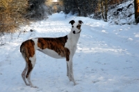 Picture of brindle and white greyhound, all photographer's profit from this image go to greyhound charities and rescue organisations