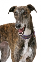Picture of brindle and white Greyhound, Australian Champion