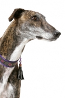 Picture of brindle and white Greyhound, Australian Champion