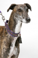 Picture of brindle and white Greyhound, Australian Champion on lead