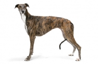 Picture of brindle and white Greyhound, Australian Champion