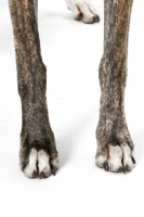 Picture of brindle and white Greyhound, legs
