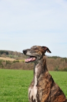 Picture of brindle and white Greyhound portrait