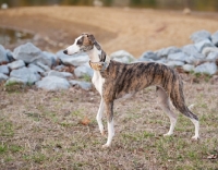 Picture of brindle and white Whippet, side view