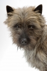 Picture of Brindle Australian Champion Cairn Terrier, portrait, looking at camera