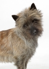 Picture of Brindle Australian Champion Cairn Terrier