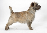 Picture of Brindle Australian Champion Cairn Terrier, side view