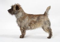 Picture of Brindle Australian Champion Cairn Terrier