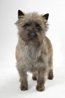Picture of Brindle Australian Champion Cairn Terrier, front view