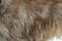 Picture of Brindle Australian Champion Cairn Terrier coat