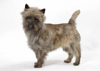 Picture of Brindle Australian Champion Cairn Terrier in studio