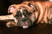 Picture of Brindle Bulldog puppy