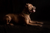 Picture of Brindle Cane Corso lying down on black background