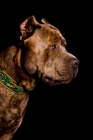 Picture of brindle Cane Corso profile on black backdrop