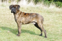 Picture of brindle cane corso standing on grass