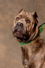 Picture of Brindle Cane Corso with green collar