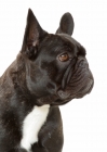 Picture of Brindle French Bulldog, Australian Champion, looking away