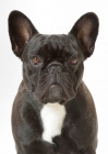 Picture of Brindle French Bulldog, Australian Champion, portrait