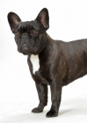 Picture of Brindle French Bulldog, Australian Champion