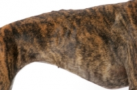 Picture of brindle Greyhound coat detail