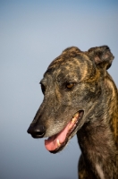 Picture of brindle Greyhound head study
