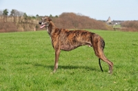 Picture of Brindle Greyhound in field