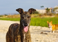 Picture of brindle Greyhound in summer
