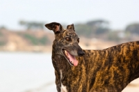 Picture of brindle Greyhound, looking away